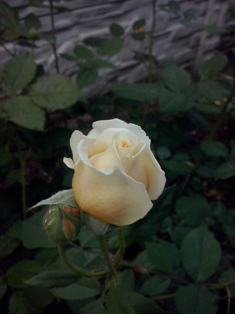 C P Margareta - Trandafiri 2018