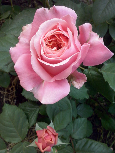 CAM00440 - Trandafiri 2018