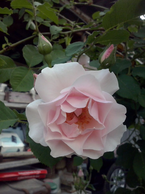 CAM00442 - Trandafiri 2018