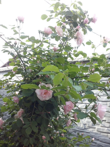 CAM00443 - Trandafiri 2018