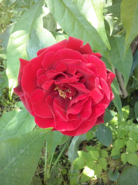 CAM00446 - Trandafiri 2018