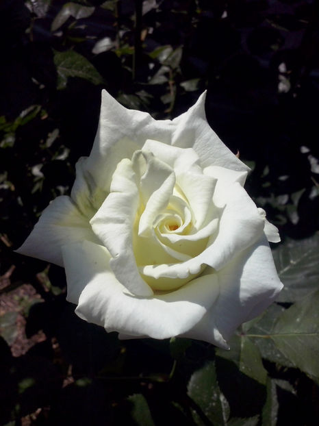 CAM00448 - Trandafiri 2018