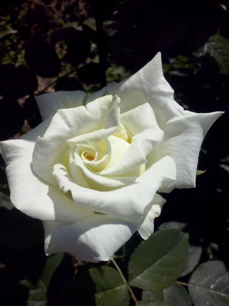 CAM00449 - Trandafiri 2018