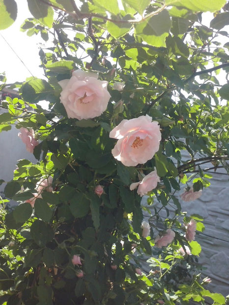 CAM00451 - Trandafiri 2018