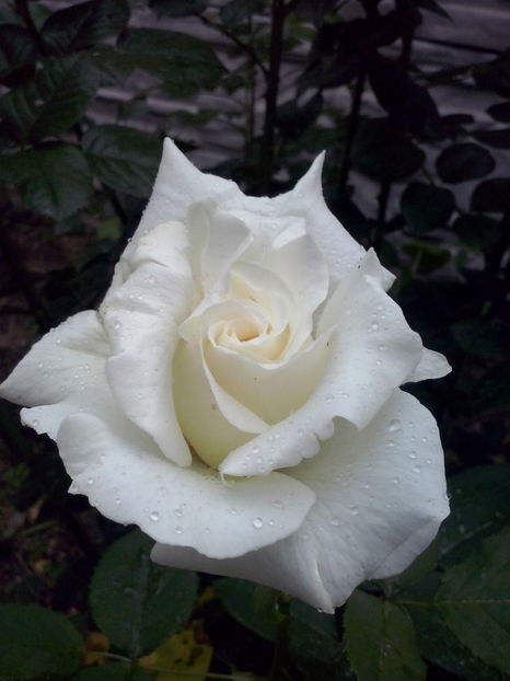 Pope John Paul II - Trandafiri 2018