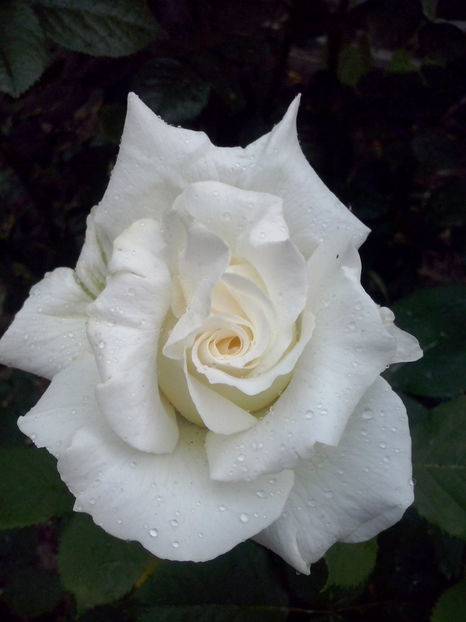 CAM00456 - Trandafiri 2018