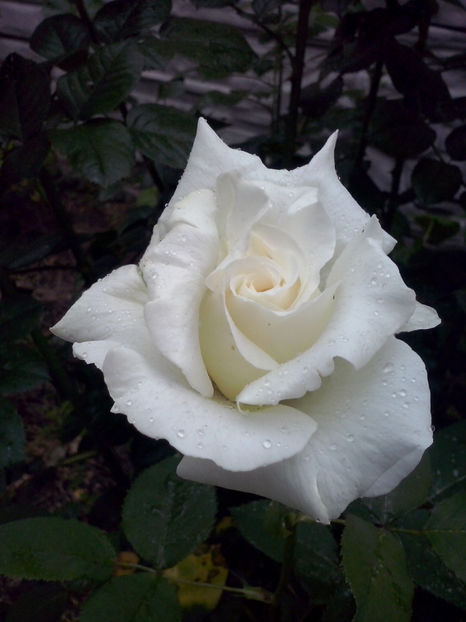 Pope John Paul II - Trandafiri 2018