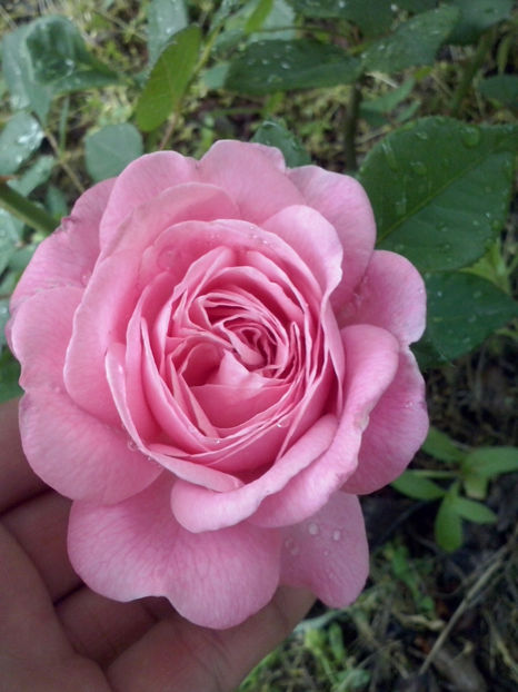 Summer Romance - Trandafiri 2018