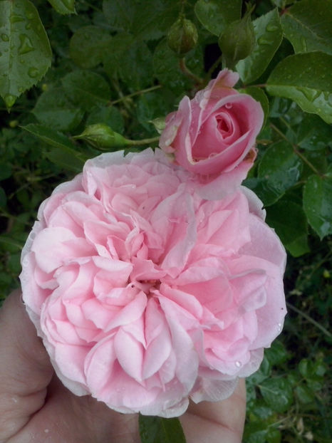 The Faun - Trandafiri 2018