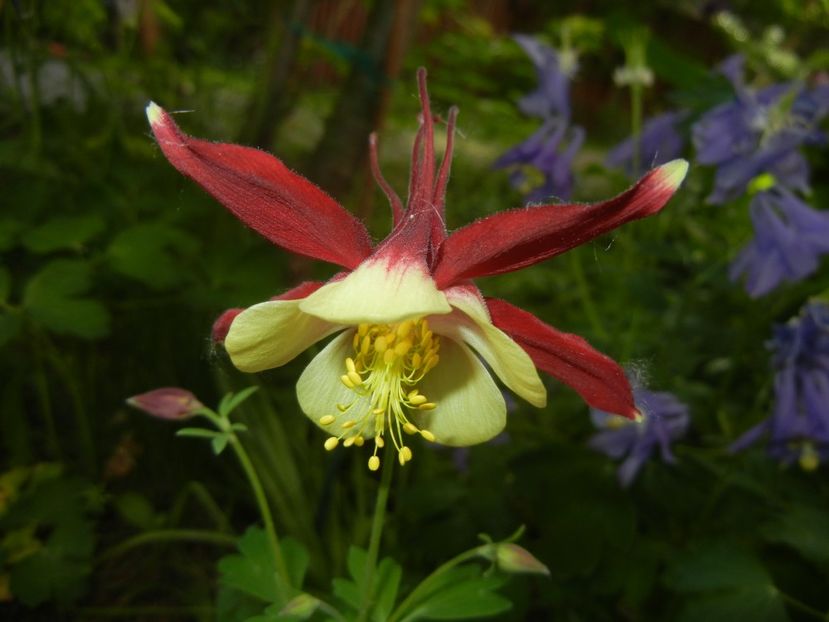 Aquilegia Red & Yellow (2018, May 01) - Aquilegia McKana Red Yellow