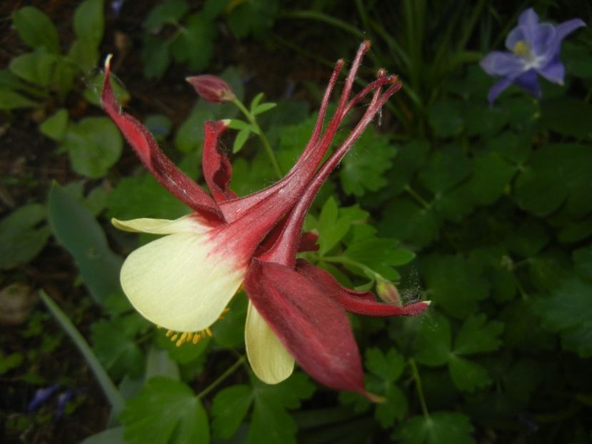 Aquilegia Red & Yellow (2018, May 02) - Aquilegia McKana Red Yellow