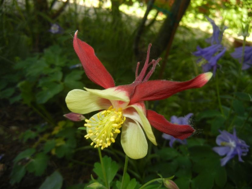 Aquilegia Red & Yellow (2018, May 02) - Aquilegia McKana Red Yellow