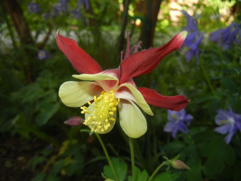 Aquilegia Red & Yellow (2018, May 02) - Aquilegia McKana Red Yellow