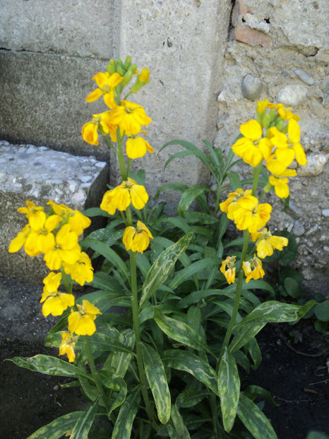 Micsunea ,mai 2018 - Primavara