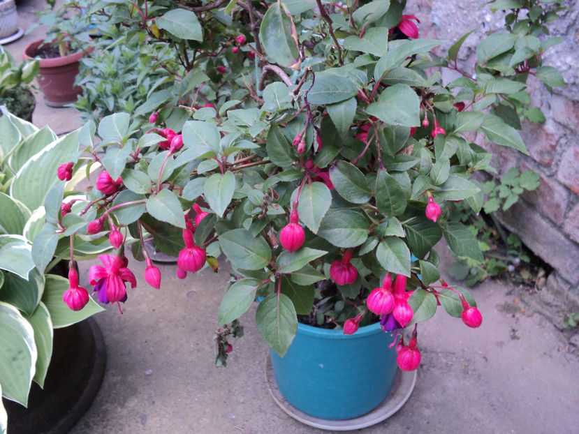 mai 2018 - Primavara