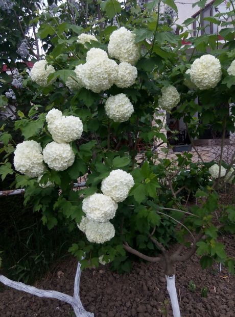 6 mai 2018 - gradina 2018