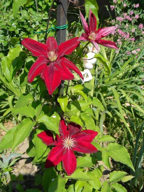 Rebeca - Clematite 2018