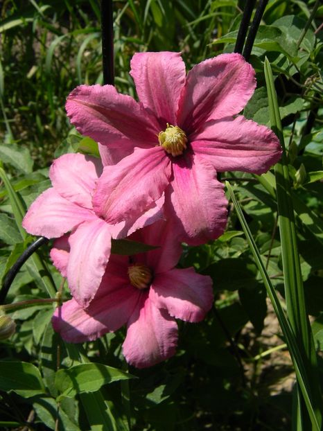 Rosamunde - Clematite 2018