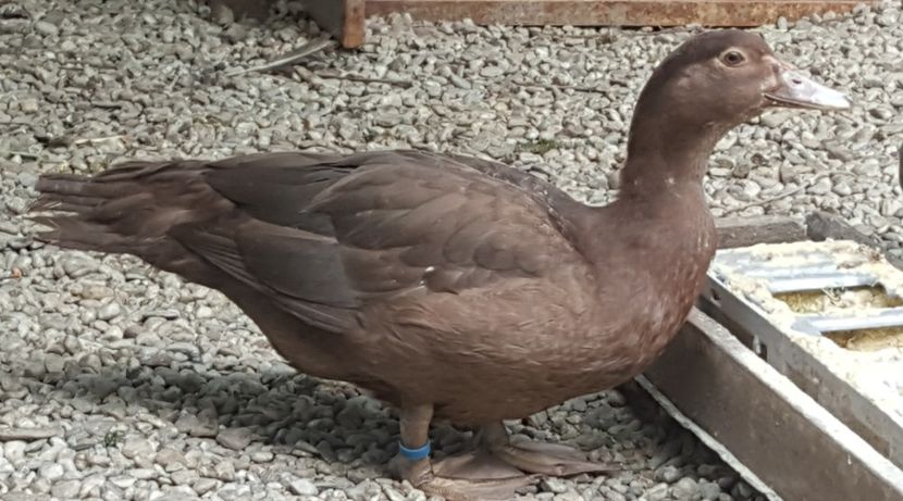 warzenenten braun - Bomboane asortate 2018