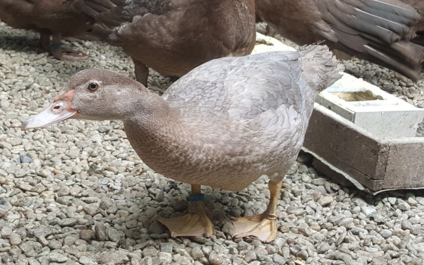 boboaca liliac - Bomboane asortate 2018