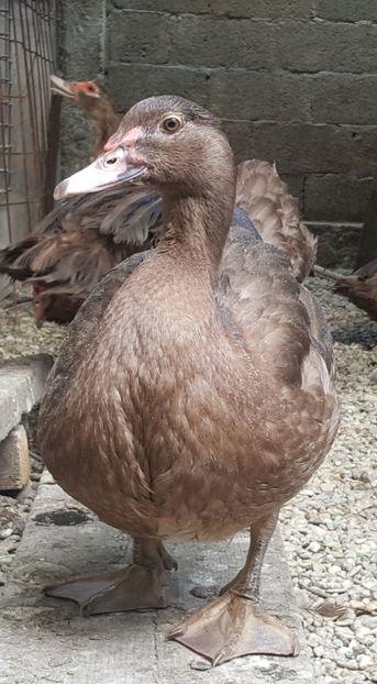 ratoi tinar - Bomboane asortate 2018