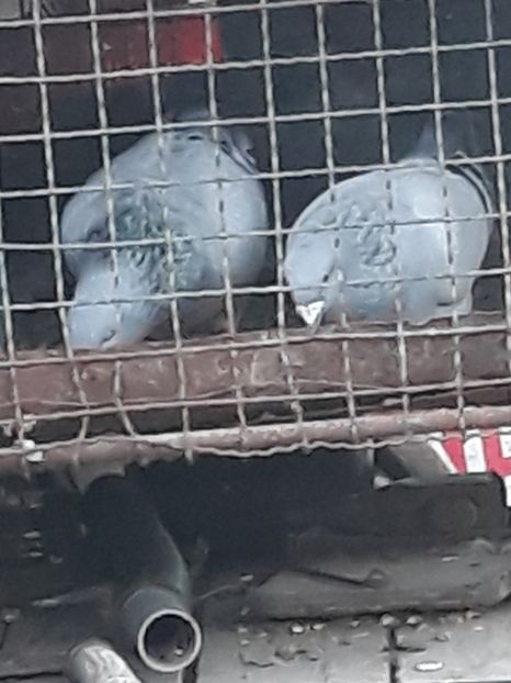  - voiajori standard