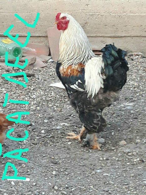 received_2039744996294281 - Brahma somon