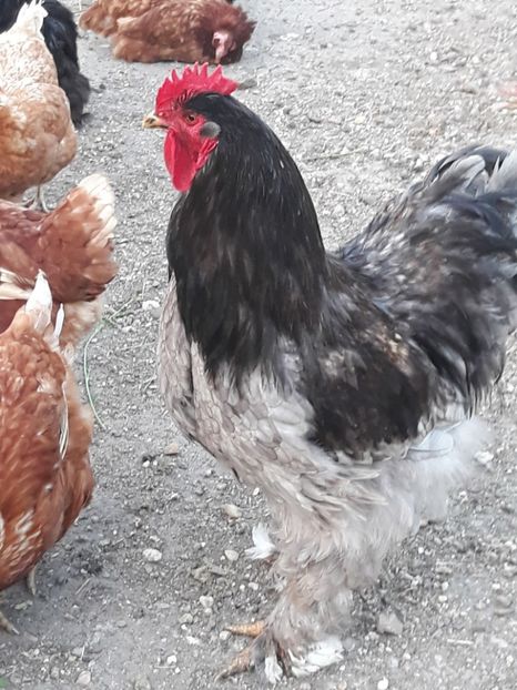  - Cochinchina urias albastru