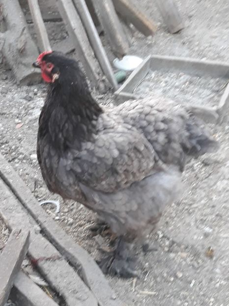  - Cochinchina urias albastru