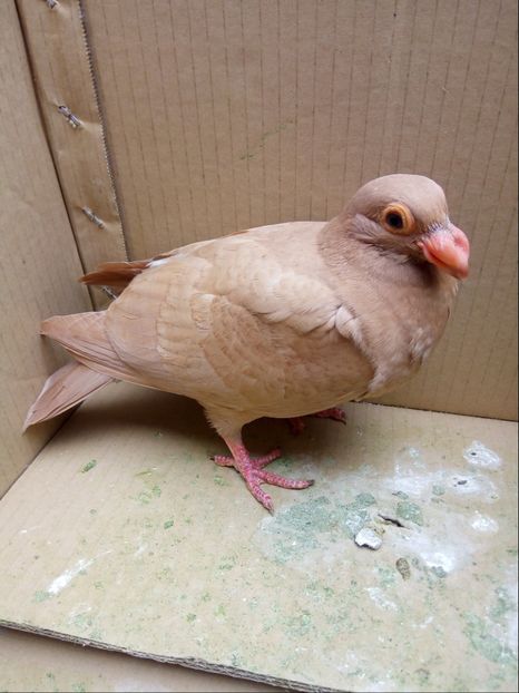 Pui din P10 - Pui 2018