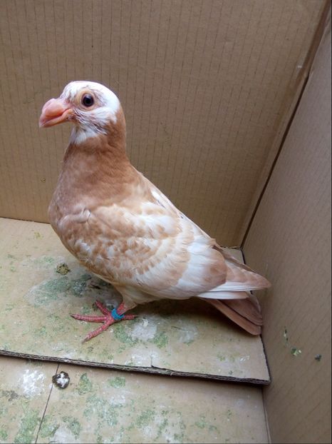 Pui din P10 - Pui 2018