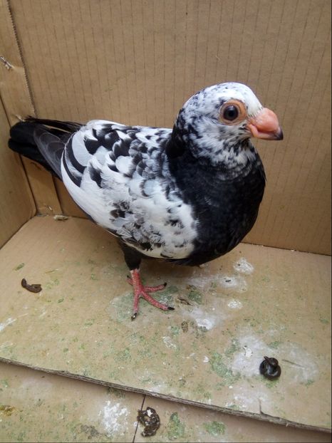 Pui din P13 - Pui 2018