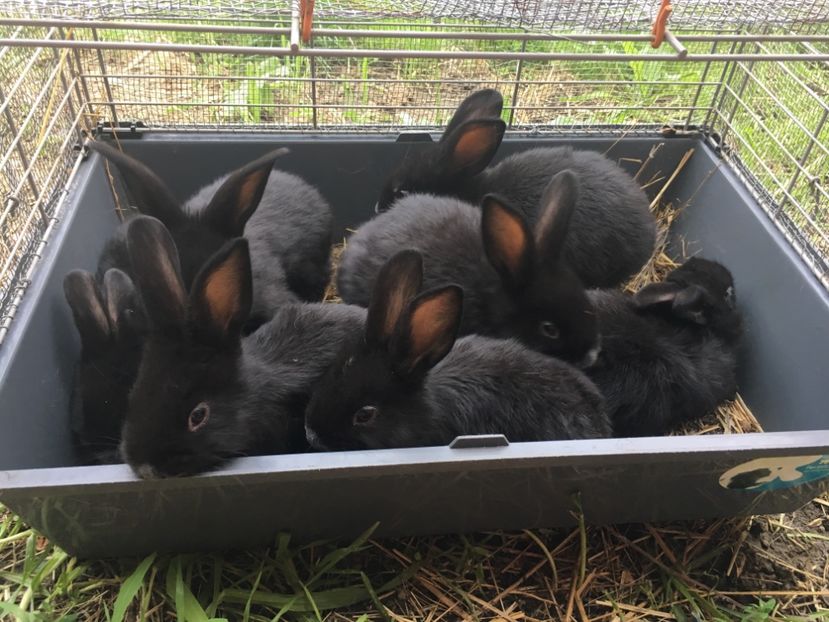 4 M si 4 F...Deparazitare Dectomax 06.05.18 - 4 Cuib 04-04-2018 - 8 pui