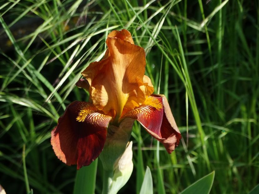  - Irisi 2015-2016-2017-2018