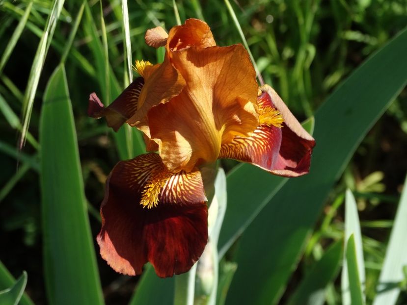  - Irisi 2015-2016-2017-2018