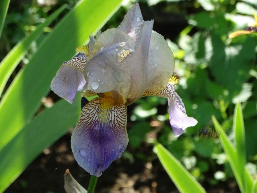 Din semințe - Irisi 2015-2016-2017-2018