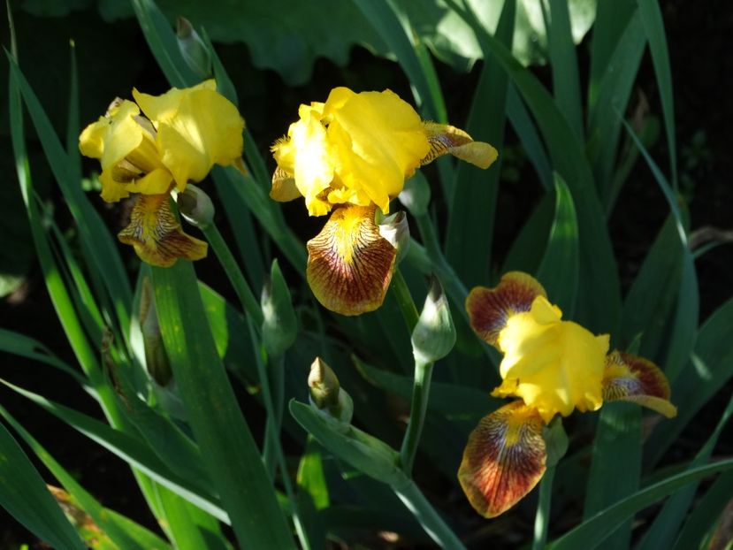  - Irisi 2015-2016-2017-2018