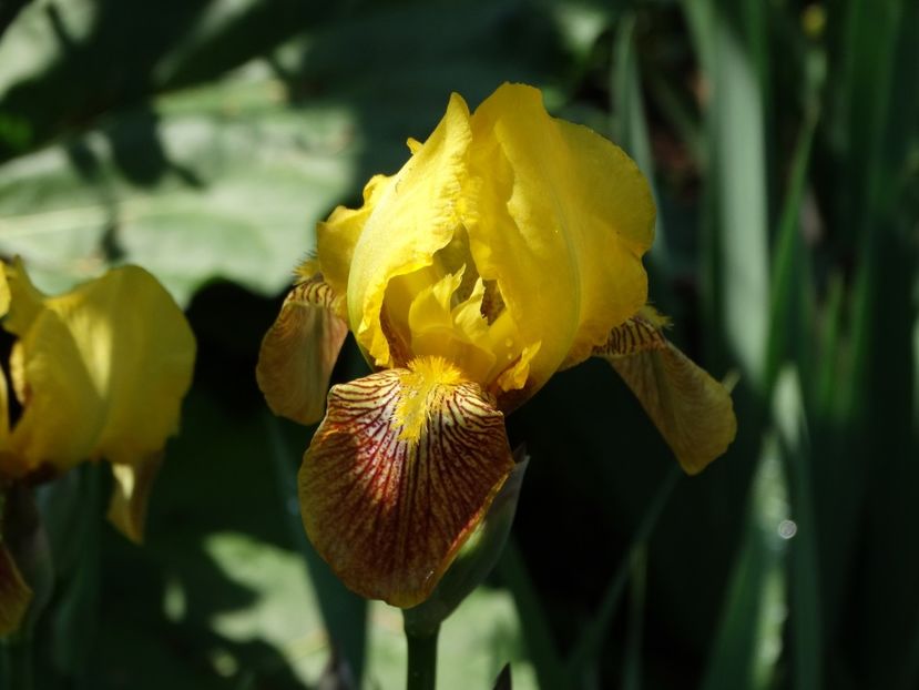  - Irisi 2015-2016-2017-2018