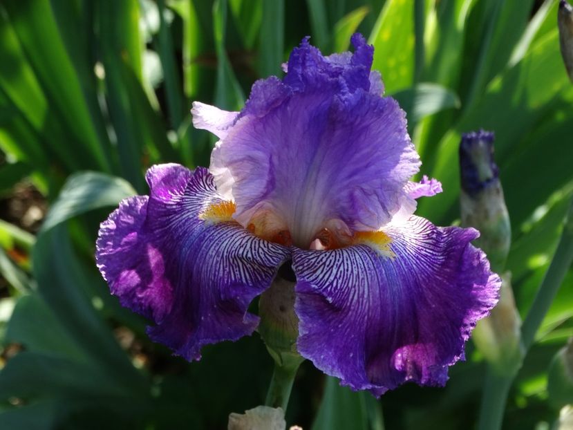  - Irisi 2015-2016-2017-2018