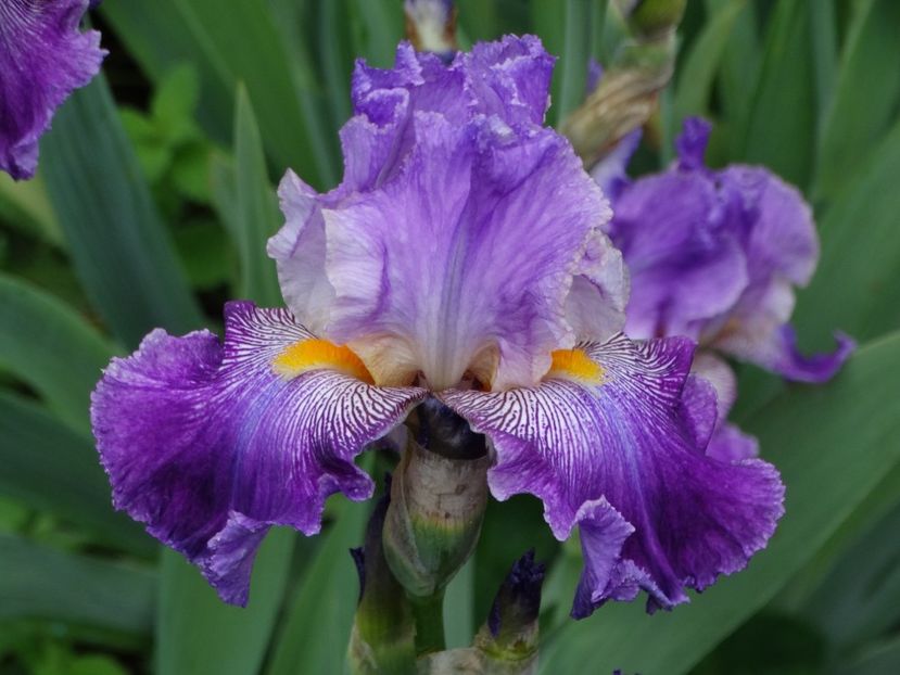  - Irisi 2015-2016-2017-2018