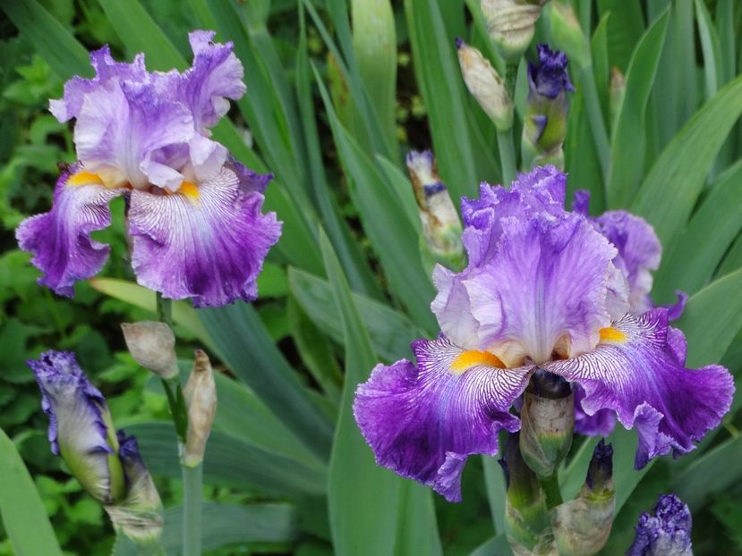  - Irisi 2015-2016-2017-2018