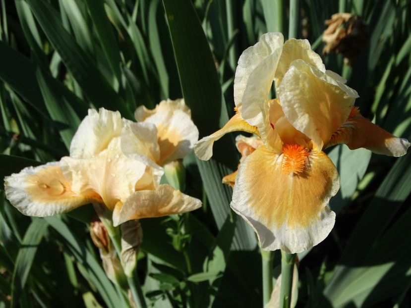  - Irisi 2015-2016-2017-2018