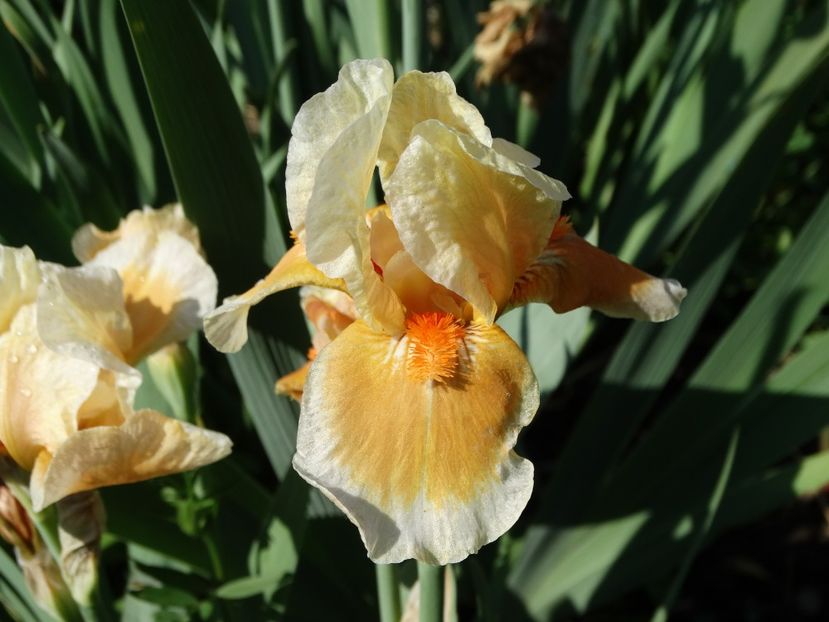  - Irisi 2015-2016-2017-2018