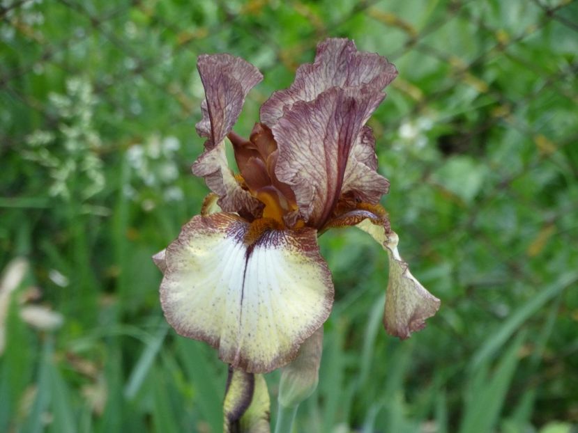  - Irisi 2015-2016-2017-2018