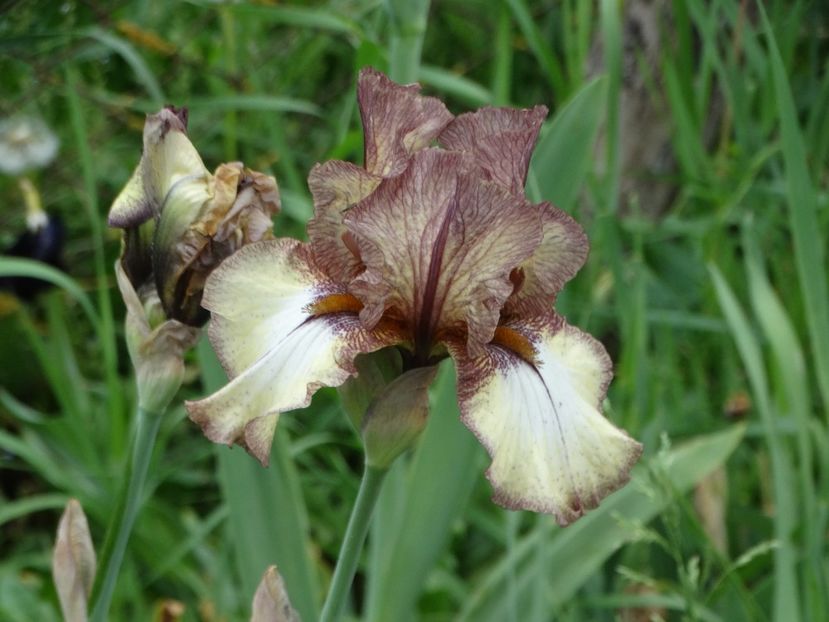  - Irisi 2015-2016-2017-2018