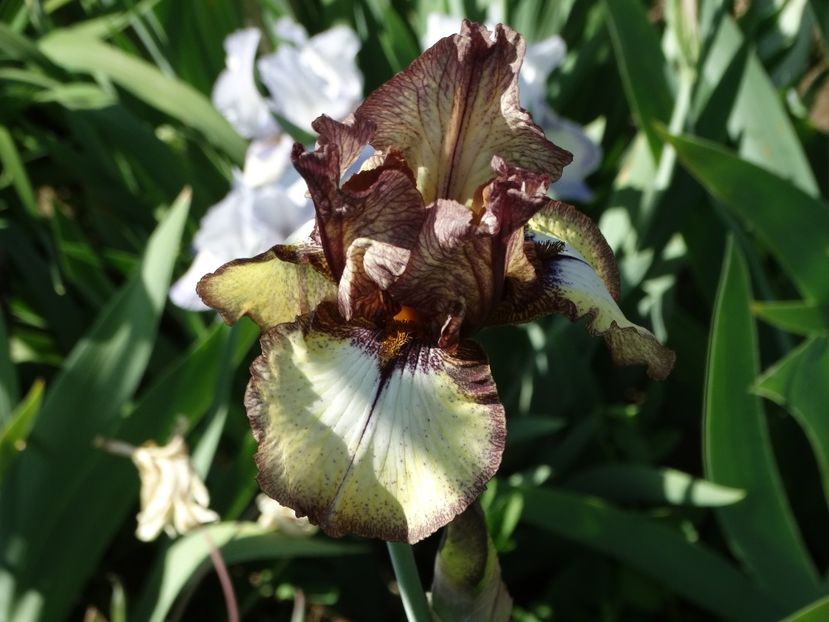  - Irisi 2015-2016-2017-2018