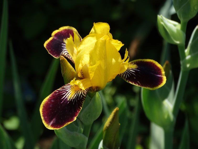  - Irisi 2015-2016-2017-2018