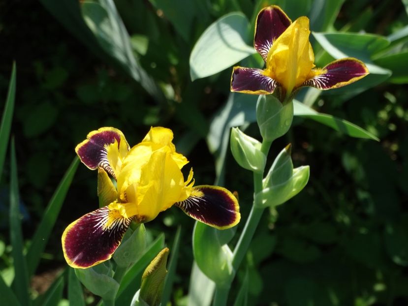  - Irisi 2015-2016-2017-2018