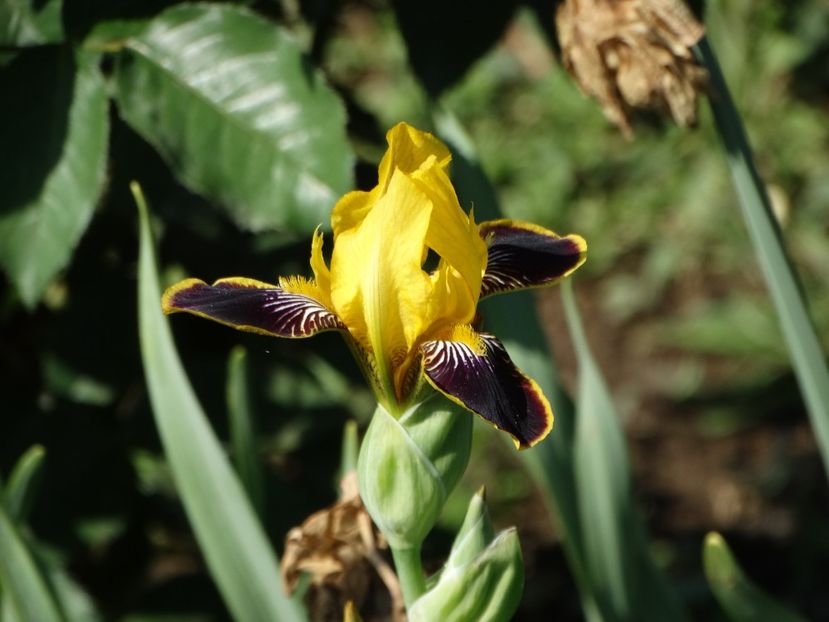  - Irisi 2015-2016-2017-2018