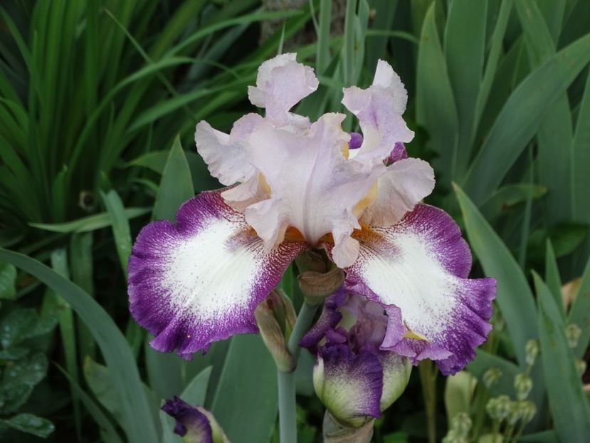  - Irisi 2015-2016-2017-2018